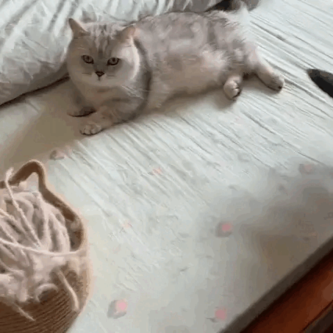 Pet Fur Cleaner - Pure Pawfect